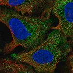 Merck Anti-STIL antibody produced in rabbit