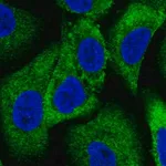 Merck Anti-WNK1 antibody produced in rabbit