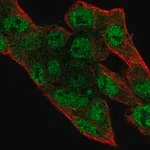Merck Anti-PRIM2 antibody produced in rabbit