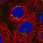 Merck Anti-WDR44 antibody produced in rabbit