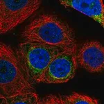 Merck Anti-GMPS antibody produced in rabbit