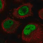 Merck Anti-CDC40 antibody produced in rabbit