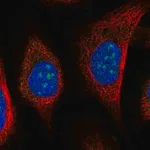 Merck Anti-URB2 antibody produced in rabbit