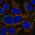 Merck Anti-MRPL19 antibody produced in rabbit