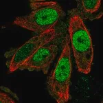 Merck Anti-SCAND1 antibody produced in rabbit