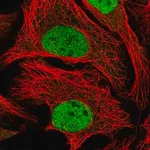 Merck Anti-WDR5 antibody produced in rabbit