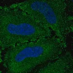 Merck Anti-VWA7 antibody produced in rabbit