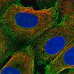 Merck Anti-PRIMA1 antibody produced in rabbit