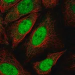 Merck Anti-CDKN1B antibody produced in rabbit