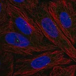 Merck Anti-NLRC5 antibody produced in rabbit