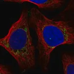 Merck Anti-COX7A2L antibody produced in rabbit