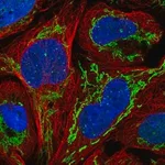 Merck Anti-ZNF7 antibody produced in rabbit