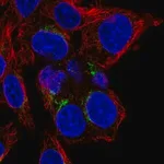 Merck Anti-FN3K antibody produced in rabbit