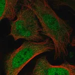 Merck Anti-BAZ2B antibody produced in rabbit