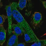 Merck Anti-PPP2R5A antibody produced in rabbit