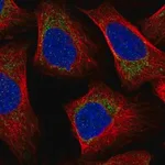 Merck Anti-MRPL57 antibody produced in rabbit