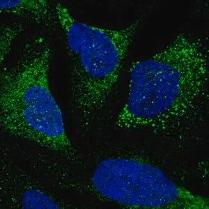 Merck Anti-TTLL7 antibody produced in rabbit