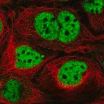 Merck Anti-N4BP2L2 antibody produced in rabbit