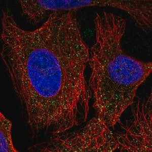 Merck Anti-PCDHA6 antibody produced in rabbit