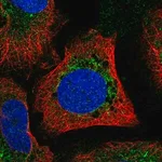 Merck Anti-MFN1 antibody produced in rabbit