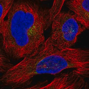 Merck Anti-DPP7 antibody produced in rabbit
