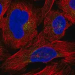 Merck Anti-DPP7 antibody produced in rabbit