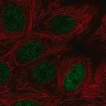 Merck Anti-MAZ antibody produced in rabbit