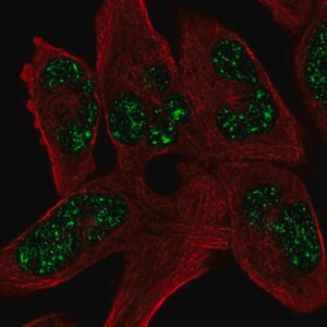 Merck Anti-SOHLH1 antibody produced in rabbit