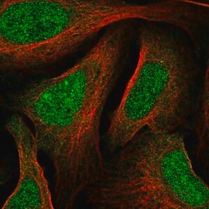 Merck Anti-MNT antibody produced in rabbit
