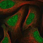 Merck Anti-MNT antibody produced in rabbit