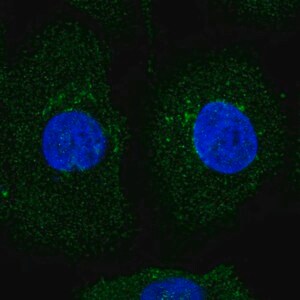 Merck Anti-AMIGO2 antibody produced in rabbit
