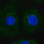 Merck Anti-AMIGO2 antibody produced in rabbit