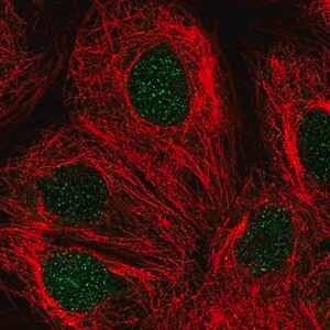 Merck Anti-DCK antibody produced in rabbit