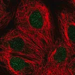 Merck Anti-DCK antibody produced in rabbit