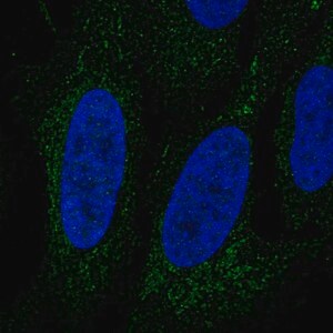 Merck Anti-LINGO3 antibody produced in rabbit