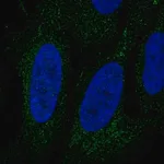 Merck Anti-LINGO3 antibody produced in rabbit