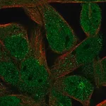 Merck Anti-FAM89A antibody produced in rabbit