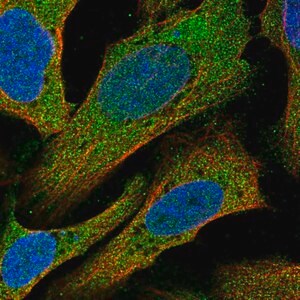 Merck Anti-C14orf28 antibody produced in rabbit