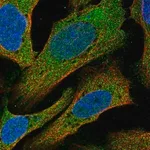 Merck Anti-C14orf28 antibody produced in rabbit