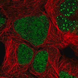 Merck Anti-ZNF32 antibody produced in rabbit