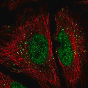 Merck Anti-FAM192A antibody produced in rabbit