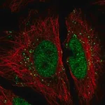 Merck Anti-FAM192A antibody produced in rabbit