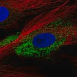 Merck Anti-COL1A2 antibody produced in rabbit