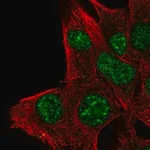 Merck Anti-PLA1A antibody produced in rabbit