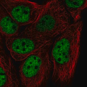 Merck Anti-HNRNPF antibody produced in rabbit