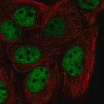 Merck Anti-HNRNPF antibody produced in rabbit