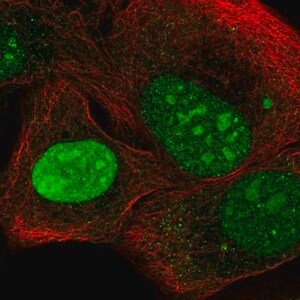 Merck Anti-NEPRO antibody produced in rabbit