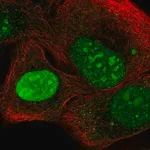 Merck Anti-NEPRO antibody produced in rabbit