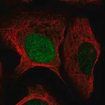 Merck Anti-HMX3 antibody produced in rabbit