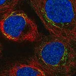 Merck Anti-C3orf67 antibody produced in rabbit